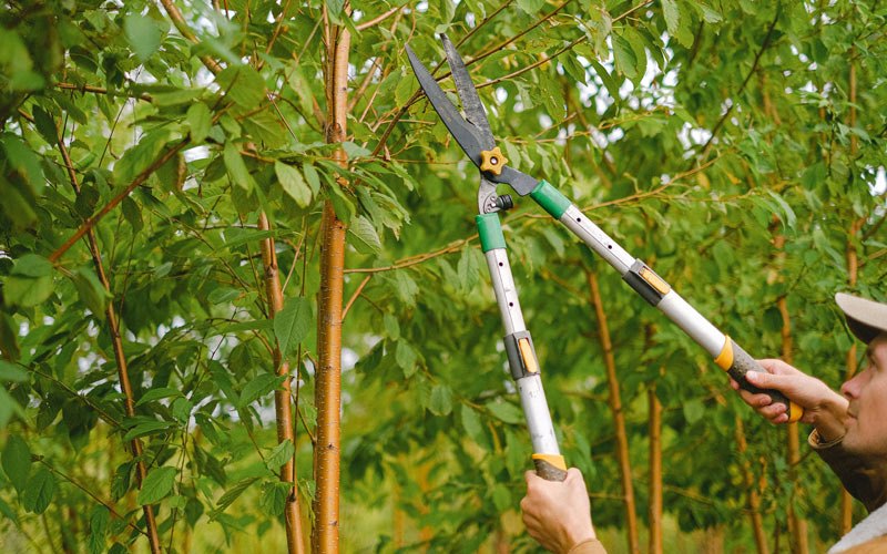 Tree trimming in Goochland, VA